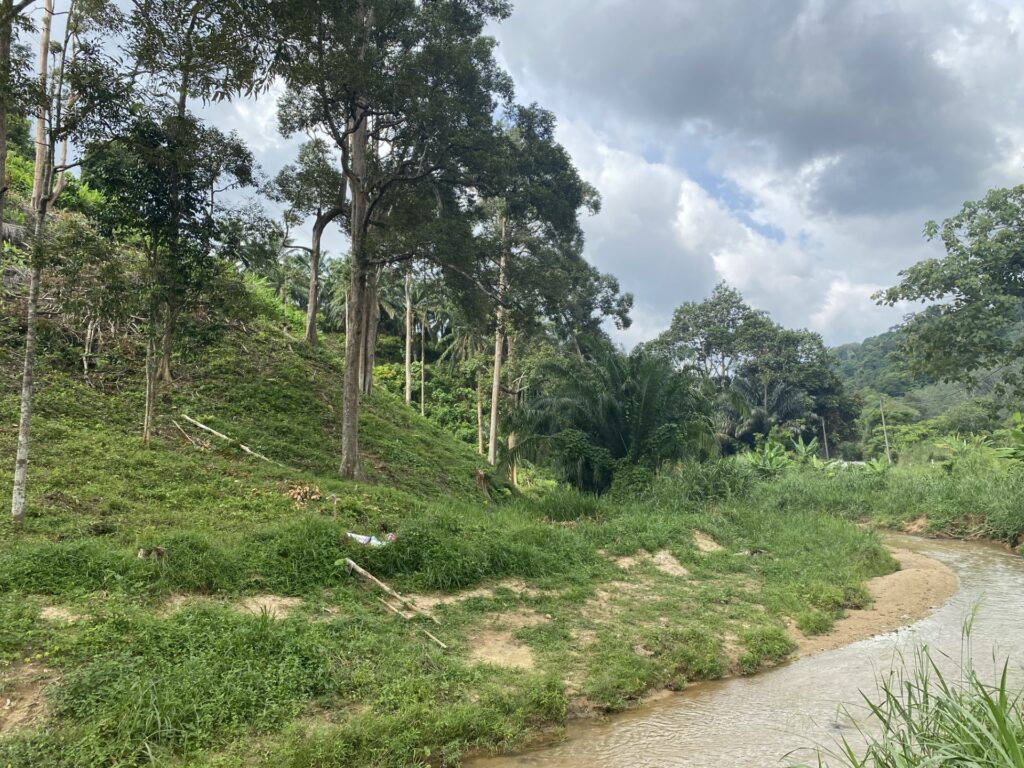 Pristine jungle setting dotted with fruit trees