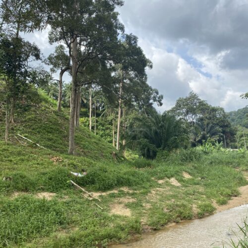 Pristine jungle setting dotted with fruit trees