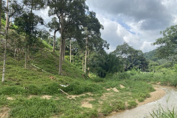 Pristine jungle setting dotted with fruit trees